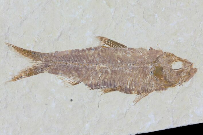 Knightia Fossil Fish - Wyoming #79948